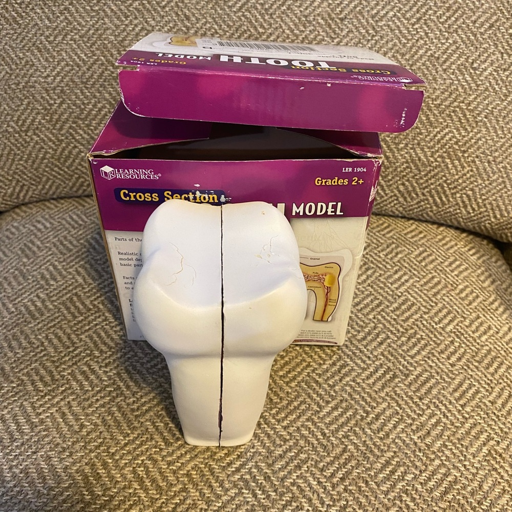 Cross section Foam Tooth model